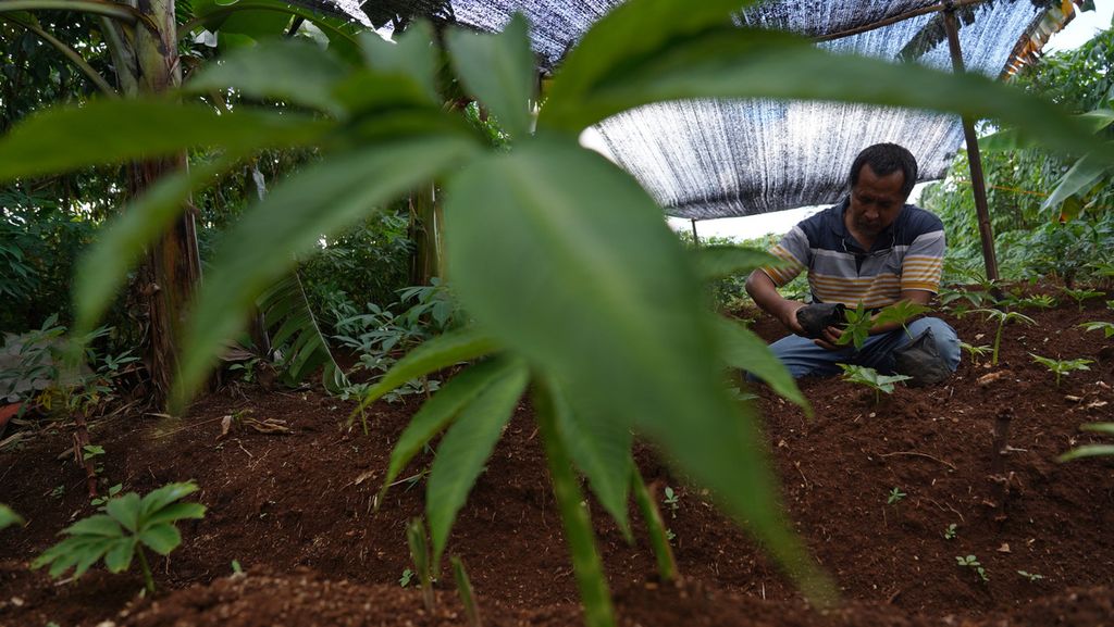 Asep Ridwan (50) sibuk menanam bibit tanaman porang atau iles-iles (<i>Amorphophallus muelleri</i>) yang dikembangkannya bersama Nurjadi (52) di Kampung Blok Sugih, Desa Cijujung, Kecamatan Sukaraja, Kabupaten Bogor, Jawa Barat, Selasa (8/12/2020). 