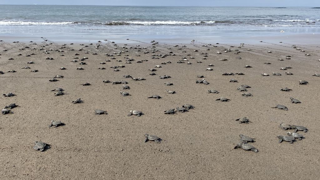 Tukik yang sudah berusia 3-7 hari setelah transit di kolam, dilepaskan ke Pantai Perancak, Jembrana, Bali, Selasa (13/8/2024).