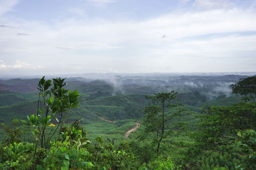 Pemandangan kawasan hutan industri PT ITCI Hutani Manunggal yang menjadi calon lokasi ibu kota negara baru di Kecamatan Sepaku, Penajam Paser Utara, Kalimantan Timur (18/12/2019).