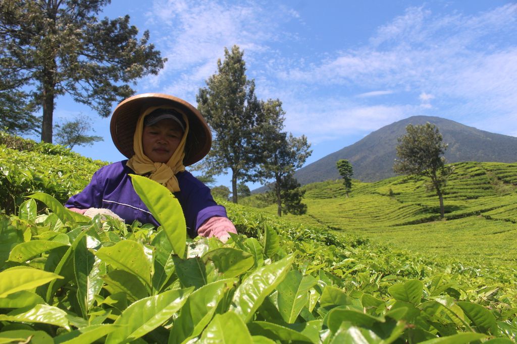 Seorang petani sedang memetik teh di hamparan kebun teh yang menjadi obyek wisata Gunung Dempo, Pagar Alam, Sumatera Selatan, Sabtu (21/12/2019). Tak jauh dari kawasan ini, pada pertengahan November 2019, terjadi konflik satwa degan manusia, di mana seorang wisatawan bernama Irfan (18) mengalami luka karena terkena cakaran harimau sumatera. Kawasan ini dekat dengan kawasan hutan lindung Bukit Dingin.