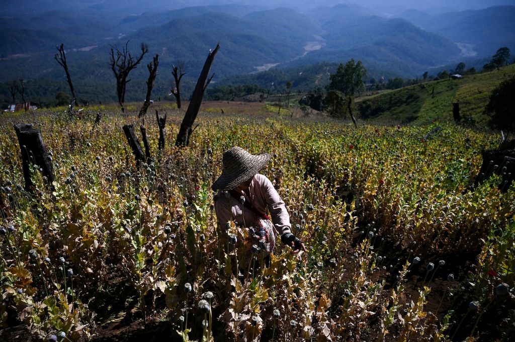 Dalam foto yang diambil pada 3 Februari 2019 ini tampak petani bekerja di ladang opium di Hopong, Negara Bagian Shan, Myanmar. 