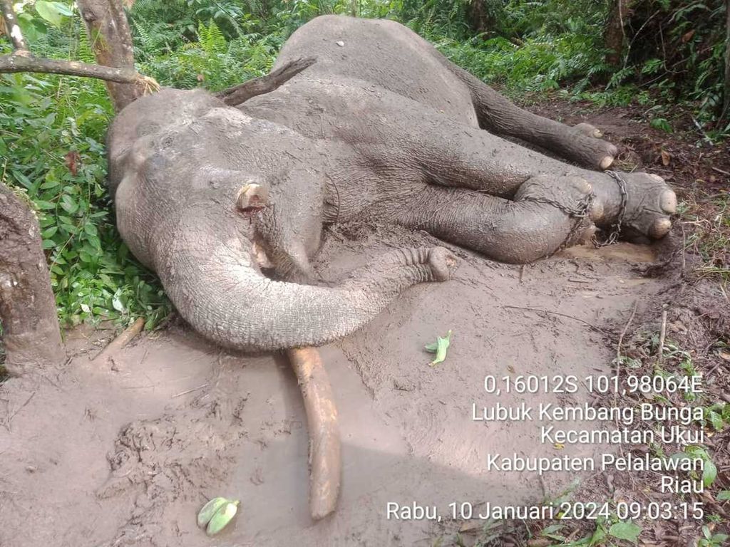 Gajah latih berusia 46 tahun diracun dan satu gadingnya dipotong di Taman Nasional Tesso Nilo, Pelalawan, Riau, Rabu (10/1/2024).