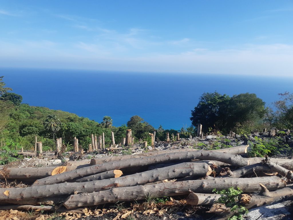 Potongan kayu di kebun tadah hujan yang baru dibuka di Desa Bena, Kecamatan Amanuban Selatan, Kabupaten Timor Tengah Selatan, Selasa (21/11/2023). Kebun tadah merupakan model pertanian lahan kering dengan komoditas andalan berupa jagung, umbi-umbian, dan kacang-kacangan.