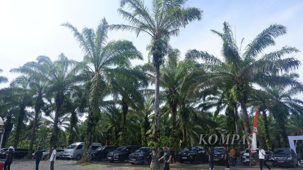 Hamparan tanaman kelapa sawit tua di Desa Telagasari, Kecamatan Kelumpang Hilir, Kotabaru, Kalimantan Selatan, Rabu (24/4/2024).