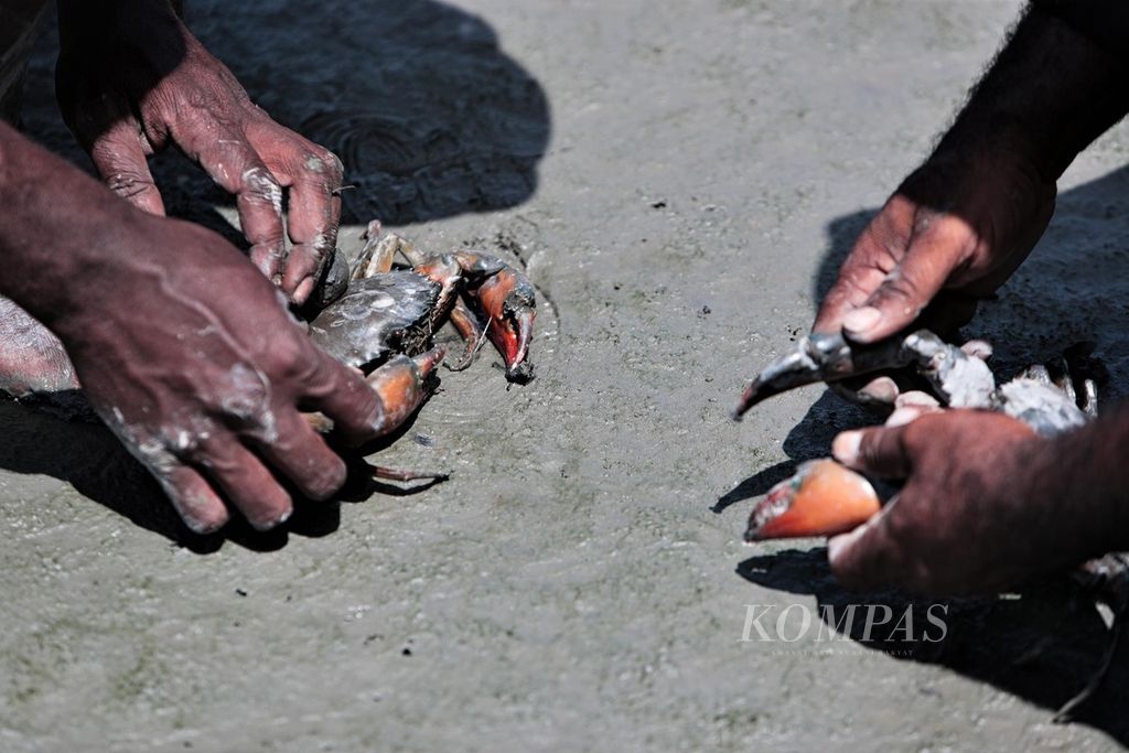 Pekerja PT Freeport Indonesia (PT FI) menunjukkan kepiting yang berhasil mereka tangkap di kawasan Muara Sungai Ajkwa, Mimika, Papua, Jumat (18/3/2022). Kepiting tersebut bersarang di antara akar pohon bakau yang tumbuh pada lahan pengendapan <i>tailing</i>.