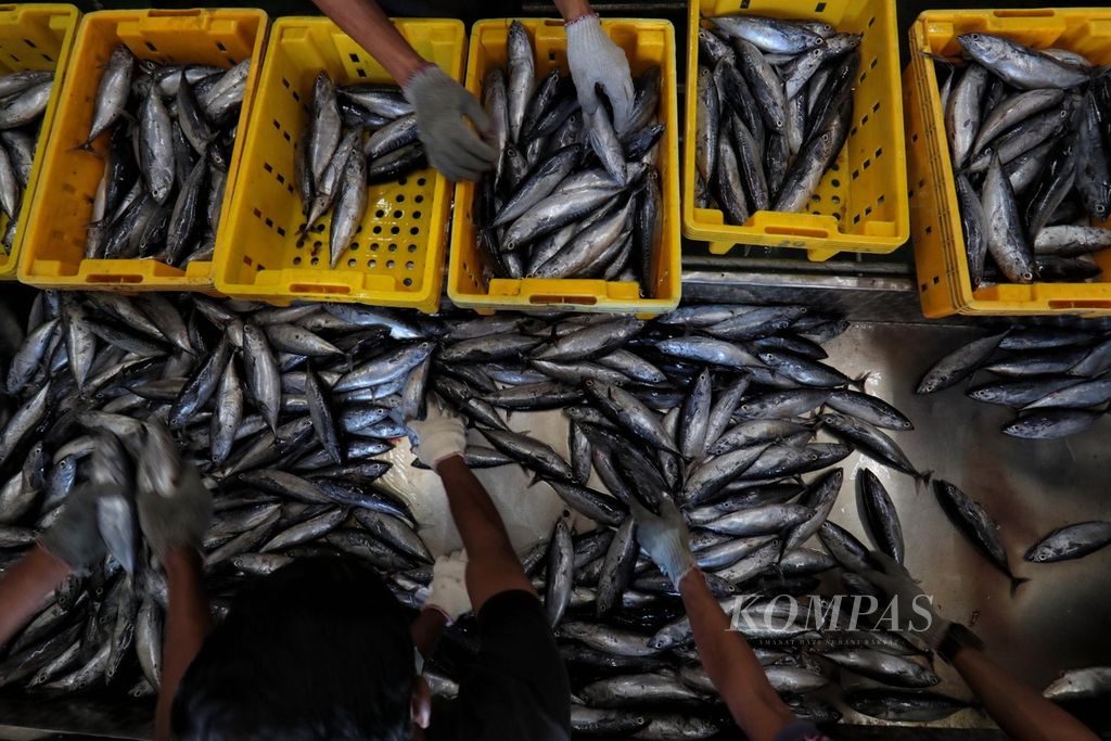 Pekerja PT Fajar Flores Flamboyan Fishing memilah ikan berdasarkan kualitas dan ukurannya sebelum dimasukkan ke gudang pendingin di Maumere, Sikka, Nusa Tenggara Timur, Kamis (8/6/2023). 