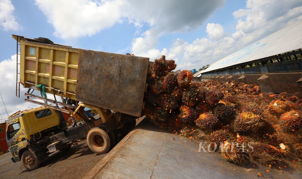 Truk pengangkut tandan buah segar menurunkan muatan ke pabrik PT Sawit Sumbermas Sarana Tbk (SSMS) di Pangkalan Bun, Kalimantan Tengah, Kamis (29/4/2021). PT SSMS teleh mengekspor produk turanan sawit ke China, Bangladesh, India, dan Pakistan.