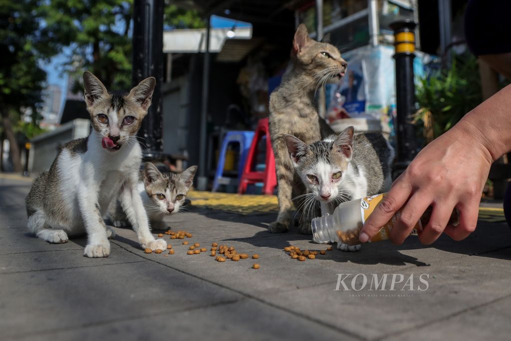 Warga memberi makan kucing di kawasan Stasiun Gondangdia, Jakarta, Sabtu (8/7/2023).