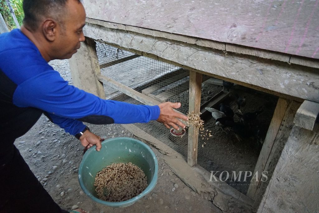 Anggota kelompok GenToili memberi makan ayam dengan <i>maggot </i>di Desa Sentral Timur, Toili, Banggai, Sulawesi Tengah, Minggu (31/3/2024). 