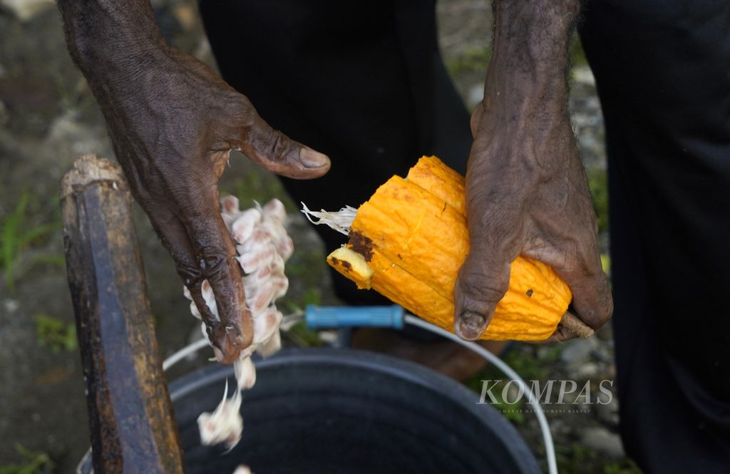 Jonewas Wenda mengeluarkan biji cokelat yang telah dipanen di kebun di Kampung Utikini 2, Disrik Kuala, Kabupaten Mimika, Papua, Jumat (18/3/2022).