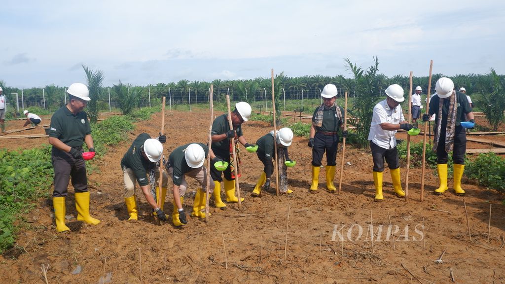 Planting of upland rice during the kick off event, the first planting of the People's Palm Oil Rejuvenation program under the partnership program assisted by the Association of Indonesian Palm Oil Entrepreneurs and intercropping of upland rice was carried out in Telagasari Village, Kelumpang Hilir District, Kotabaru, South Kalimantan, Wednesday (24 /4/2024).