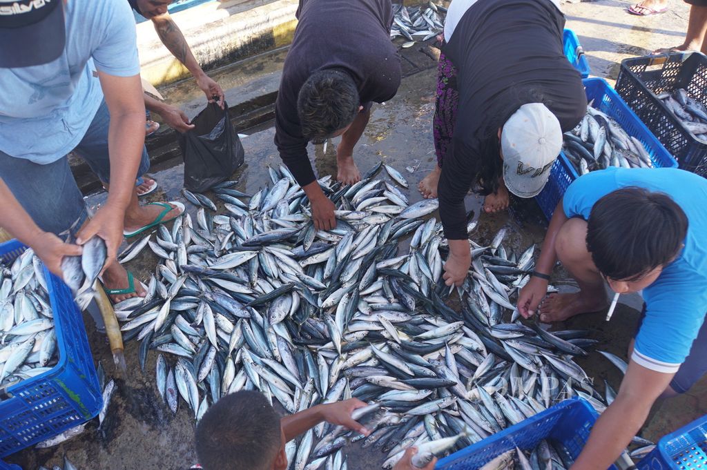 Awak Kapal Motor Bintang Terang menyortir ikan hasil tangkapan sebelum dimasukkan ke bak mobil di Pelabuhan Perikanan Samudera, Bitung, Sulawesi Utara, sebelum dibawa ke pabrik pengolahan ikan, Jumat (17/7/2020). 