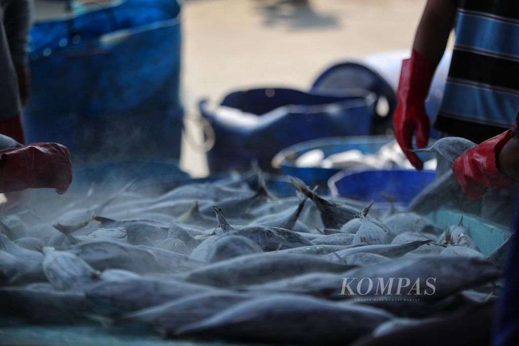 Pekerja membongkar ikan tuna hasil tangkapan dari Samudera Hindia di Pelabuhan Perikanan Samudera Nizam Zachman, Muara Baru, Jakarta, Jumat (17/9/2021). Pemerintah segera memberlakukan sistem kontrak penangkapan ikan bagi industri perikanan. Sistem itu merupakan bagian dari kebijakan penangkapan terukur dan berkelanjutan. 