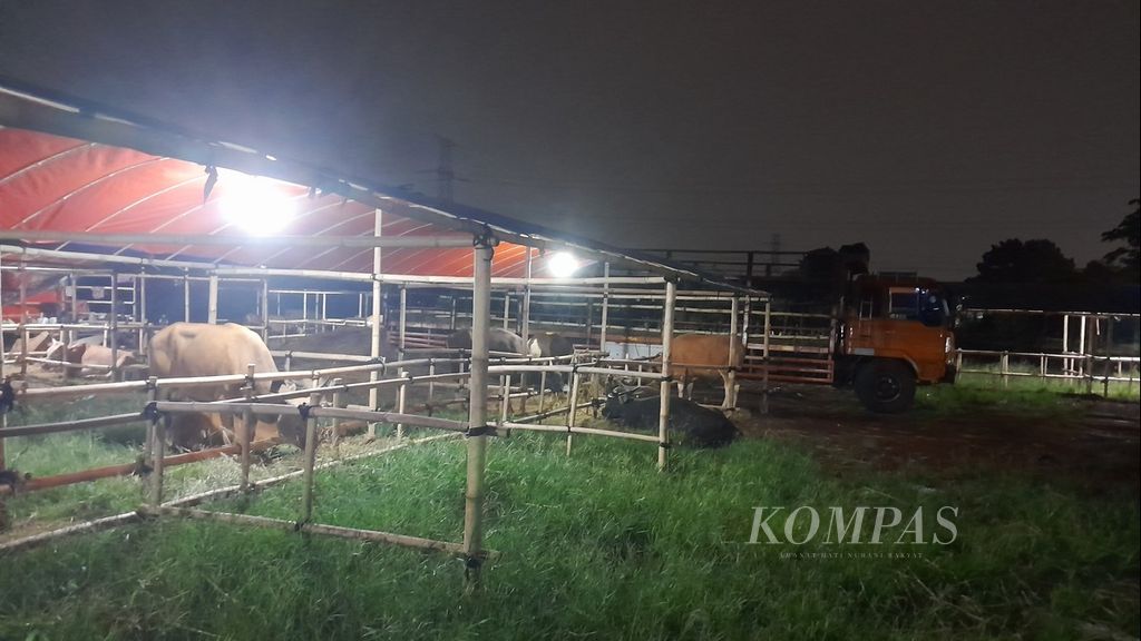 Sapi-sapi asal Bima, Nusa Tenggara Barat, akhirnya tiba di salah satu penampungan sapi untuk korban di kawasan Sawangan, Depok, Jawa Barat, Kamis (1/6/2023) malam. Sapi itu tiba dengan selamat setelah beberapa hari menempuh perjalanan lebih dari 1.600 kilometer.
