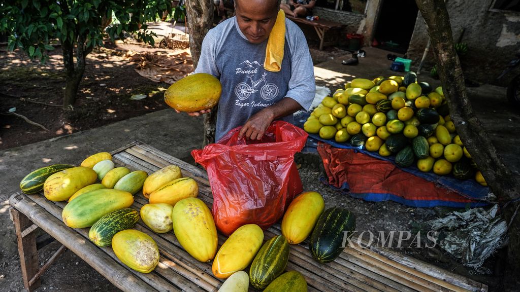 Enan (54) mengemas buah timun suri di halaman rumahnya, di Kampung Kemang Gudang, Kemang, Kabupaten Bogor, Jawa Barat, Senin (4/4/2022). 