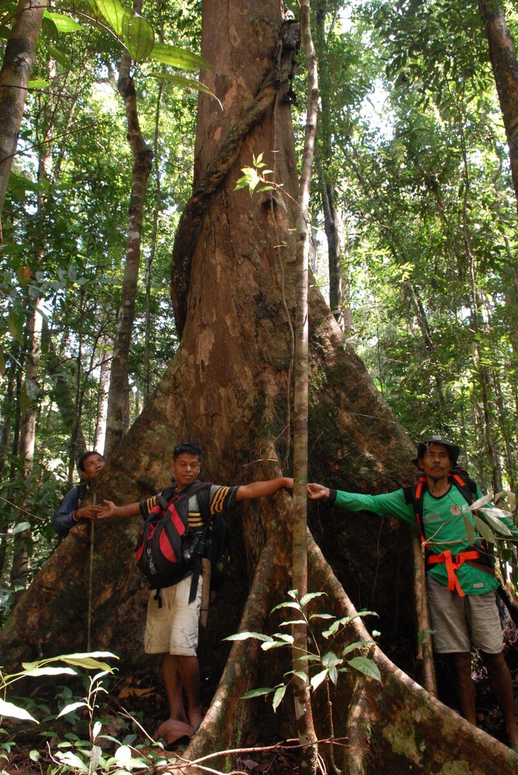 Vegetasi menjulang tinggi di Hutan Adat Talun Sakti, Dusun Muara Seluro, Desa Raden Anom, Batangasai, Kabupaten Sarolangun, Jambi, Kamis (24/11/2023).