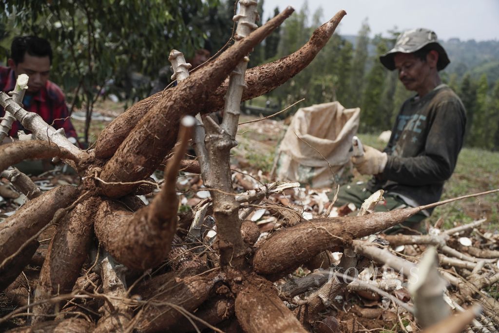 Petani memanen singkong di kebunnya di kawasan Gunung Geulis, Bogor, Jawa Barat, Kamis (22/8/2019). Sejak satu bulan terakhir, harga singkong di tingkat petani turun dari Rp 120.000 per pikul (sekitar 70 kg) menjadi Rp 60.000 per pikul. Menurut petani, penurunan harga singkong rutin terjadi setiap panen pada Agustus. Singkong-singkong itu dijual ke pabrik tapioka di Bogor.