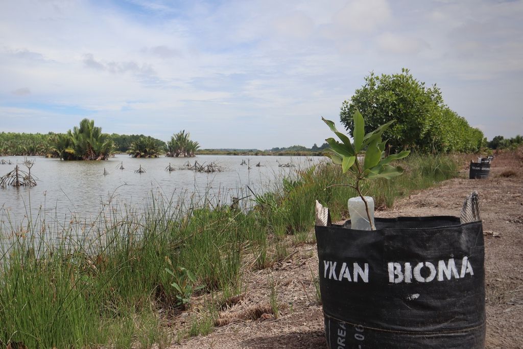 Tanaman bakau tumbu subur di tepi tambak udang milik nelayan, di Delta Mahakam, Muara Kembang, Kecamatan Muara Jawa, Kalimantan Timur, pada Senin (4/7/2022) siang. Penanam bakau merupakan bagian dari program Bioma dan YKAN untuk menciptakan tambak ramah lingkungan.