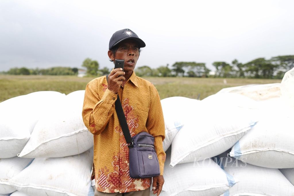 Penebas padi, Jumangin, memantau kerja buruh borongan yang sedang memanen padi di Desa Pelem Gadung, Karangmalang, Sragen, Jawa Tengah, pada musim panen raya yang pertama, Rabu (1/3/2023). 
