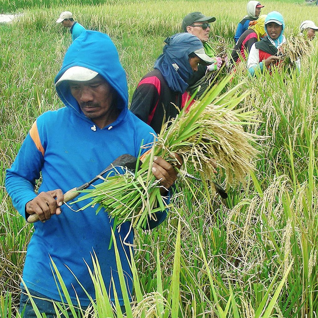 Sejumlah buruh tani memanen padi di Gedongarum, Kecamatan Kanor, Kabupaten Bojonegoro, Jawa Timur, Senin (22/1) . Harga gabah kering panen (GKP) di tingkat petani berkisar Rp 5.200-Rp 5.400 per kilogram, sebelumnya Rp 5.600-Rp 5.800 per kilogram 