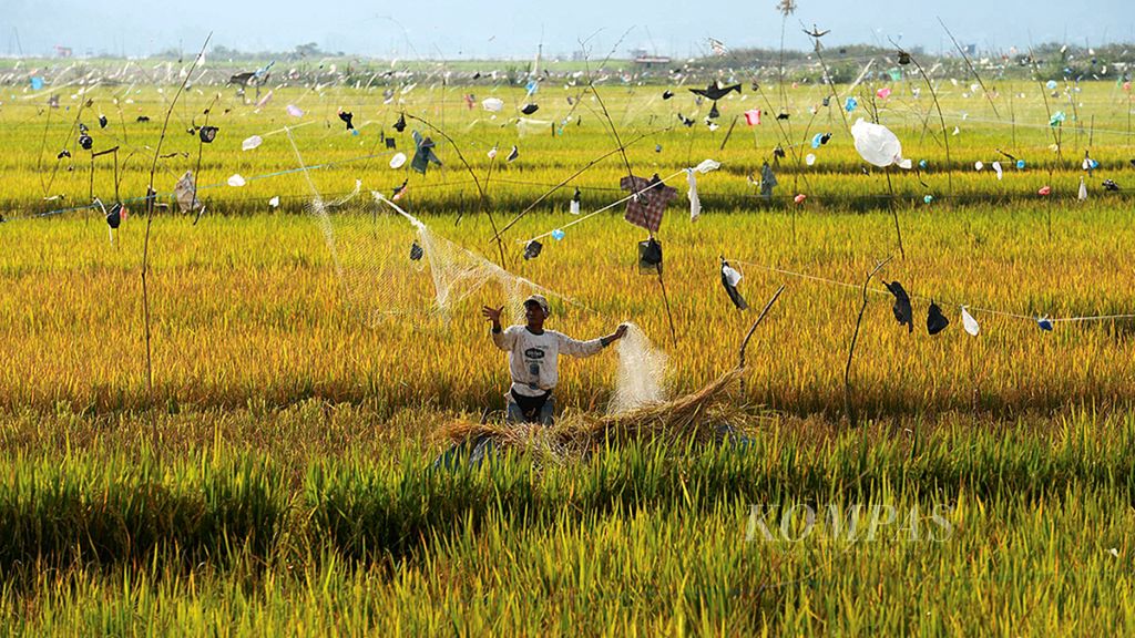 Petani memasang jaring pukat untuk melindungi padi siap panen yang ditanam di sawahnya dari serangan burung-burung pemakan padi di tepi Danau Kerincci, Kabupaten Kerinci, Jambi, Sabtu (20/1/2018).