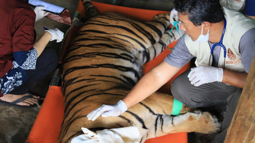 Petugas mengecek kondisi kesehatan seekor harimau jantan yang dipindahkan dari wilayah Merangin ke Tempat Penyelamatan Satwa Jambi, Jumat (22/4/2022).