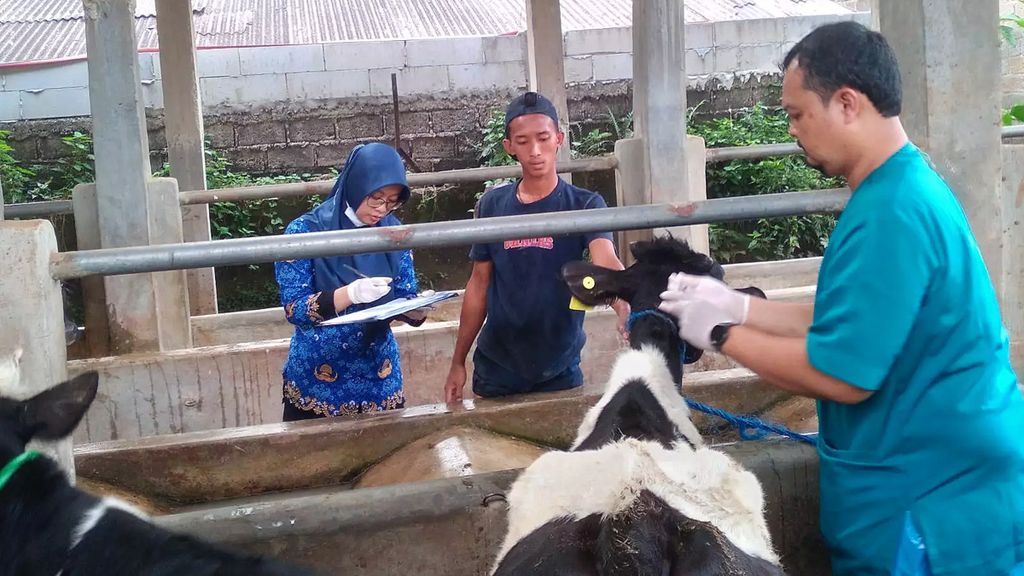 Dinas Ketahanan Pangan, Pertanian, dan Perikanan Kota Depok memberikan vaksin pada 571 hewan ternak, Rabu (31/5/2023), di Depok, Jawa Barat. Vaksinasi ini untuk mencegah penularan <i>lumpy skin disease</i> (LSD) setelah ditemukan 21 hewan ternak terjangkit LSD di Kota Depok.