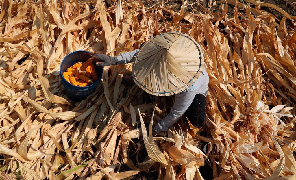 Petani memanen jagung bersamaan dengan puncak musim kemarau di Desa Banyumeneng, Kecamatan Mranggen, Kabupaten Demak, Jawa Tengah, Kamis (5/10/2023). Jagung merupakan salah satu bahan pembuatan pakan ternak. 