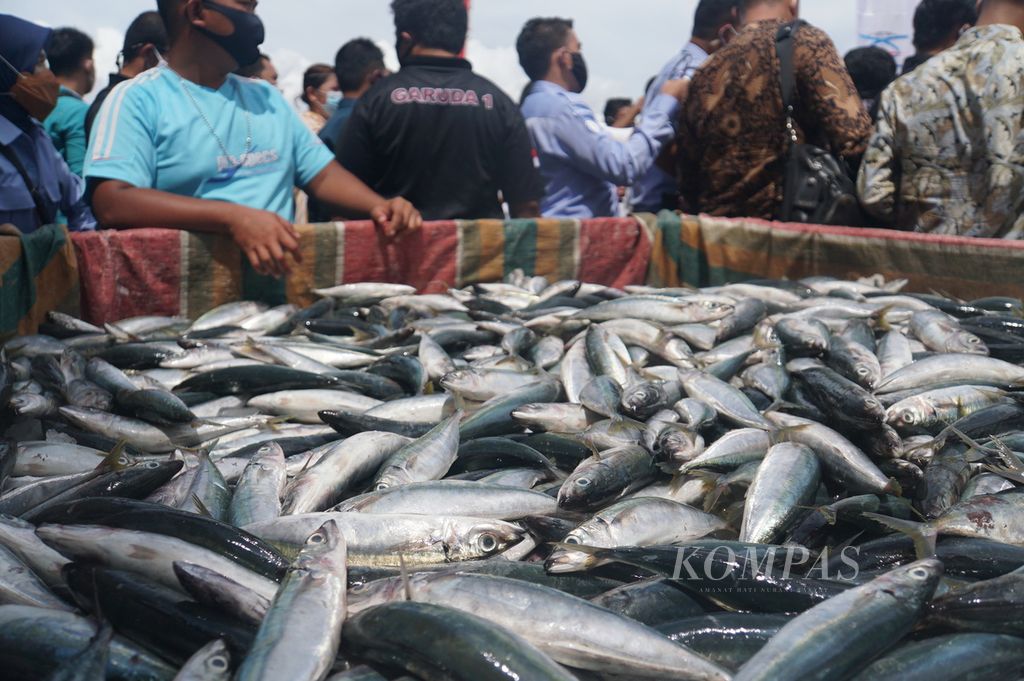Ikan malalugis tangkapan nelayan ditampung dalam bak mobil pikap di dermaga Pelabuhan Perikanan Tumumpa, Manado, Sulawesi Utara, Jumat (12/6/2020).