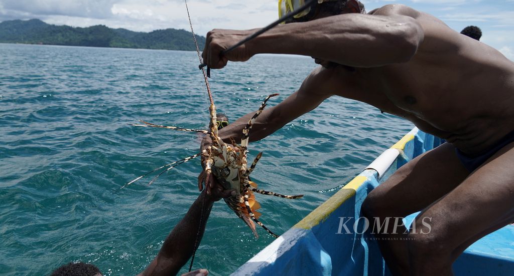 Penyelam lobster menunjukkan hasil tangkapannya di perairan Kampung Malaumkarta, Distrik Makbon, Kabupaten Sorong, Papua Barat Daya, Selasa (6/6/2023).