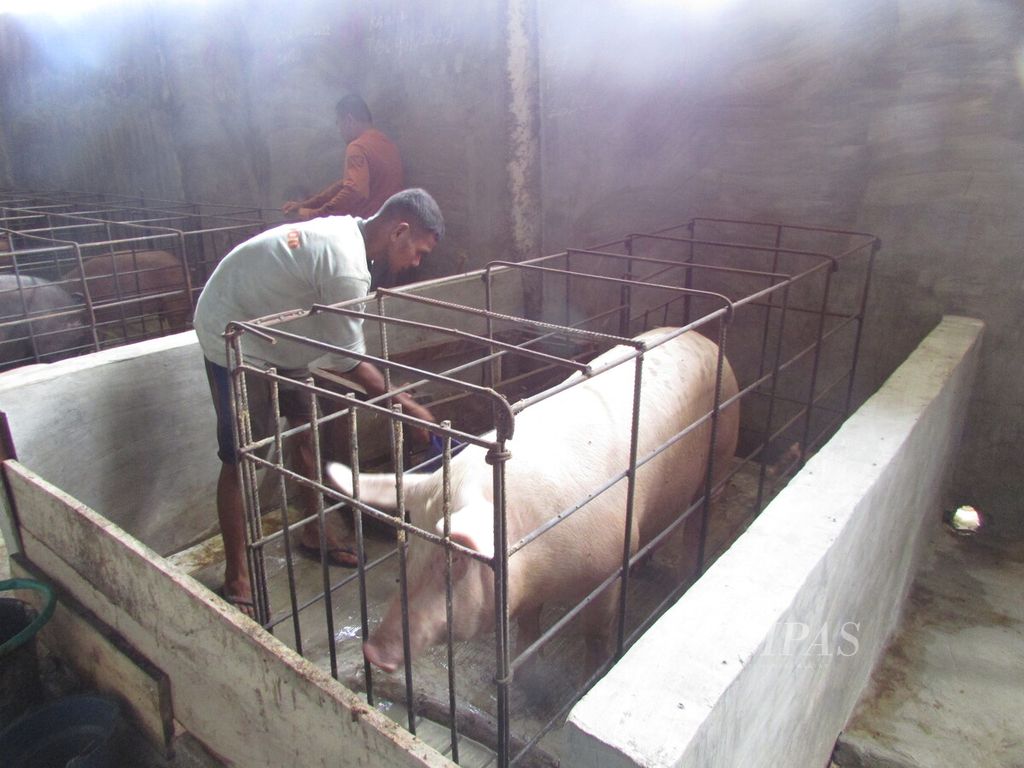 Seorang pekerja sedang membersihkan kandang dan memandikan induk babi yang sedang menyusui. Babi ini melahirkan 12 anak, sudah usia lima hari.