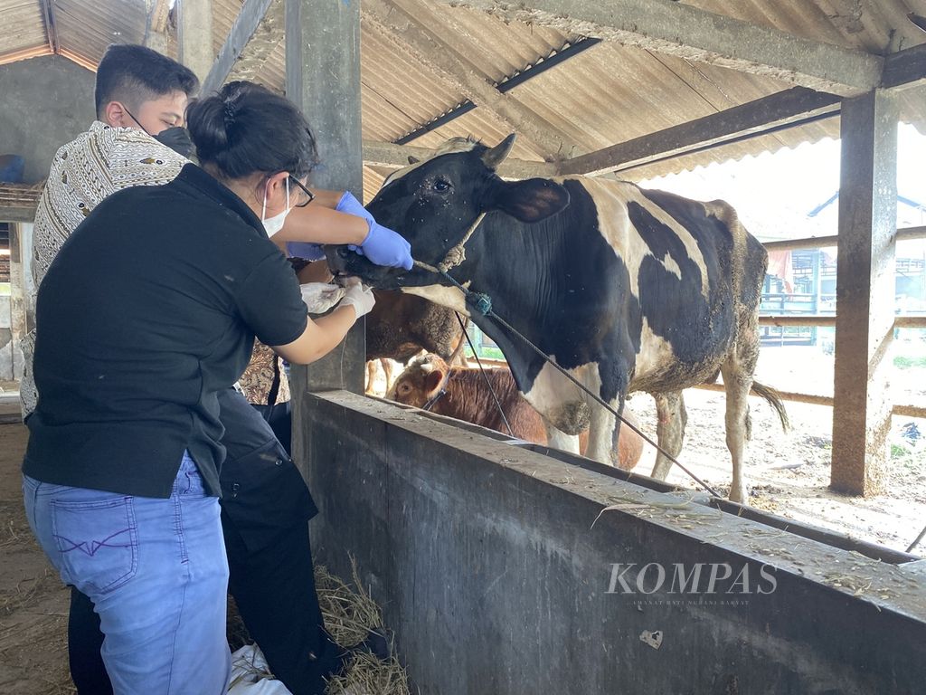 Petugas memeriksa mulut sapi yang ada di Rumah Pemotongan Hewan Penggaron, Kecamatan Pedurungan, Kota Semarang, Jawa Tengah, Kamis (12/5/2022). Pemeriksaan rutin dilakukan pada hewan-hewan yang masuk tempat itu untuk mengantisipasi penyebaran penyakit mulut dan kuku.