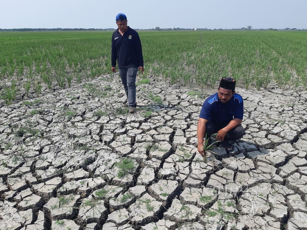 Aparat desa menunjukkan sawah yang kekeringan di Desa Suranenggala, Kecamatan Suranenggala, Kabupaten Cirebon, Jawa Barat, Jumat (23/8/2024). 