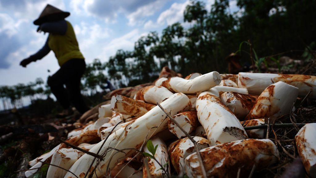 Sejumlah singkong yang telah dikupas dari hasil panen pada sebuah lahan di Cimanggis, Bojonggede, Kabupaten Bogor, Jawa Barat, Jumat (26/3/2021).