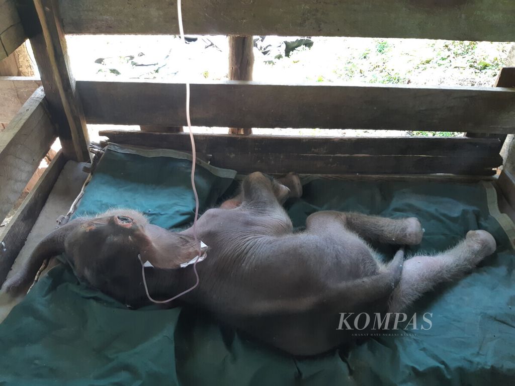 Anak gajah sumatera kritis menjalani pengobatan di Pusat Konservasi Gajah Saree Aceh Besar, Aceh, Rabu (17/2/2021).