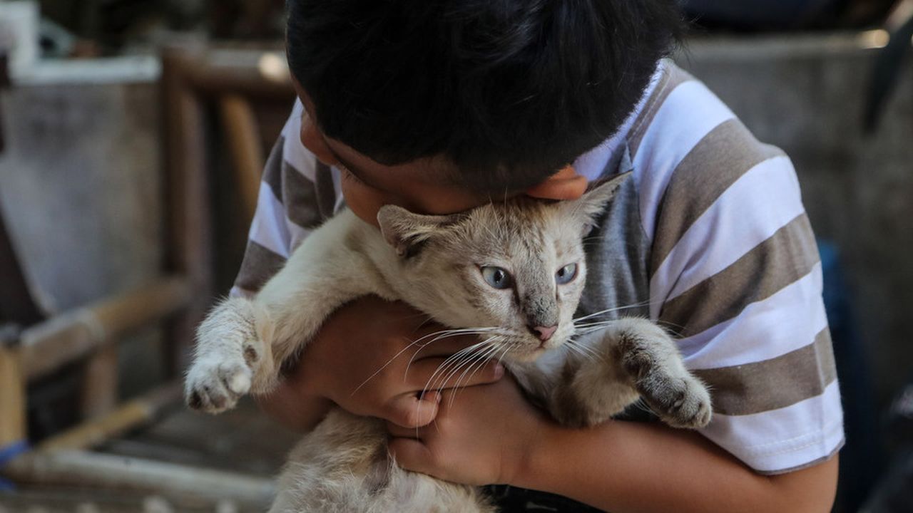 Anak-anak Pemelihara Kucing Berisiko Dua Kali Lipat Alami Skizofrenia