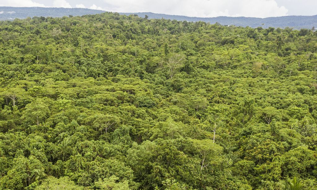 Kawasan hutan yang masih alami di Distrik Nimbokrang, Kabupaten Jayapura, Papua, Rabu (24/11/2021). Hutan di kawasan ini masih dijaga kealamiannya oleh masyarakat adat untuk melindungi satwa endemik Papua, seperti burung cenderawasih.