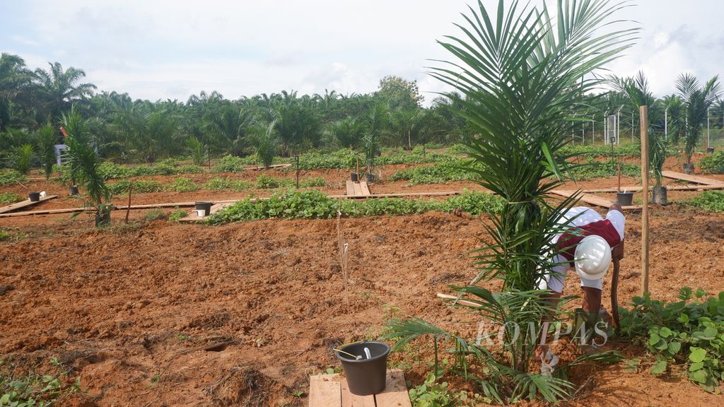 Penanaman sawit dalam acara <i>kick off</i> penanaman perdana program peremajaan sawit rakyat jalur kemitraan binaan Gapki dan tumpang sari padi gogo dilakukan di Desa Telagasari, Kecamatan Kelumpang Hilir, Kotabaru, Kalimantan Selatan, Rabu (24/4/2024).