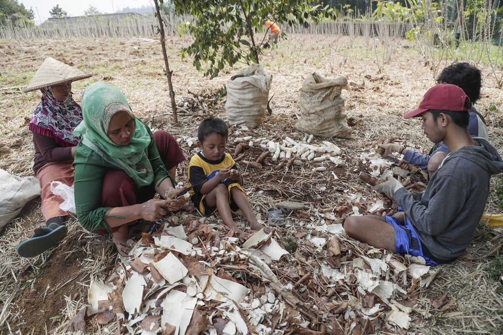 Petani memanen singkong di kebunnya di kawasan Gunung Geulis, Bogor, Jawa Barat, Kamis (22/8/2019). Sejak satu bulan terakhir, harga singkong di tingkat petani turun dari Rp 120.000 per pikul (sekitar 70 kg) menjadi Rp 60.000 per pikul. Menurut petani, penurunan harga singkong rutin terjadi setiap panen padaAgustus. Singkong-singkong itu dijual ke pabrik tapioka di Bogor. 