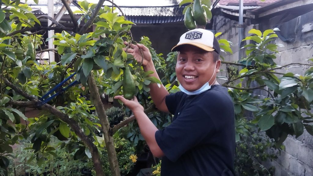 Ketua Ikam Jabung Sai Zainal Abidin (37) sedang menunjukkan buah avokad yang mulai membesar di Jabung, Lampung Timur, Provinsi Lampung.
