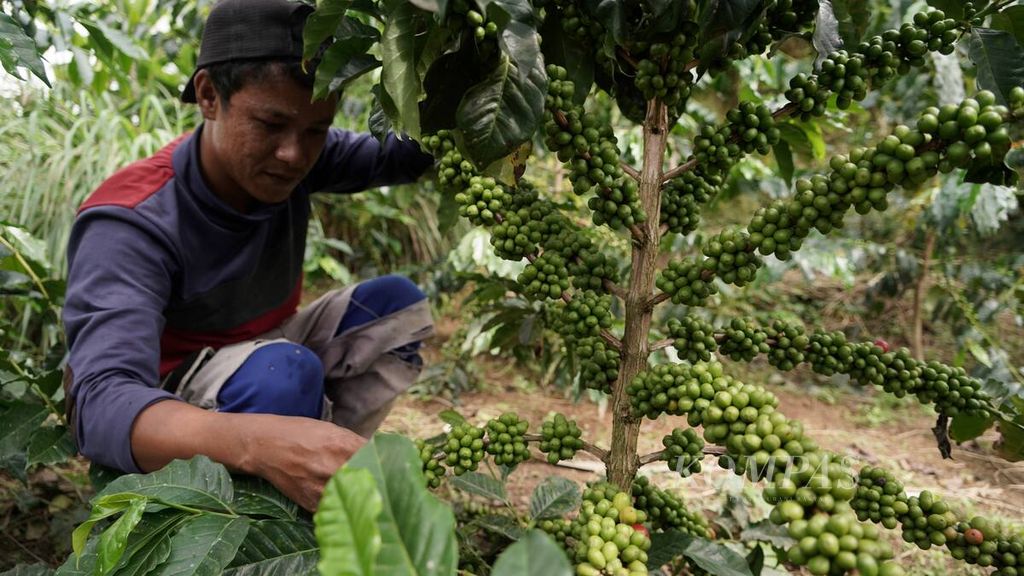 Warga memeriksa tanaman kopi jenis arabika gayo yang baru berbuah di kebun di belakang rumahnya di Takengon, Kabupaten Aceh Besar, Senin (27/11/2023). Tanaman ini dikembangkan dengan sistem tanam pagar rapat untuk meningkatkan produktivitas kopi. 