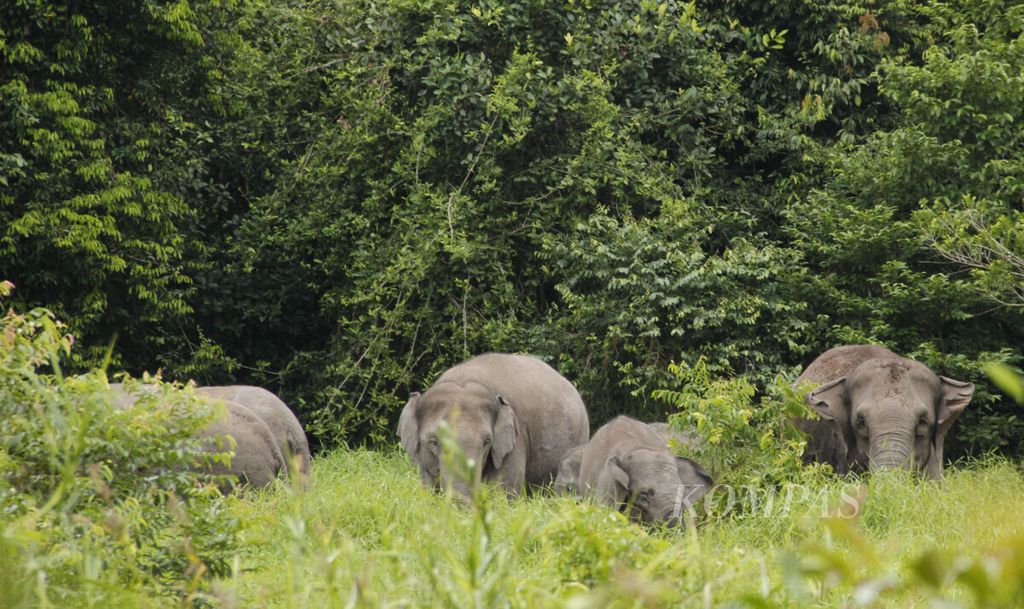 Ilustrasi: Sebanyak 25 ekor gajah Sumatera masih berkeliaran di kawasan eks Suaka Margasatwa Balai Raja di Duri, Riau, pada 2016. 