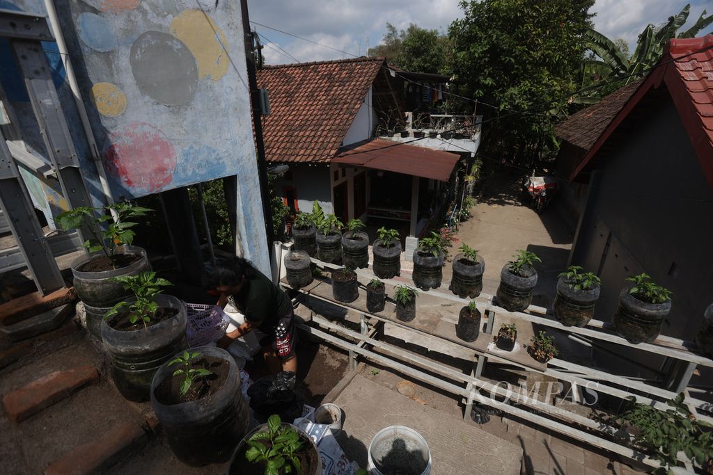 Tanaman cabai yang dibudidayakan dengan pupuk hasil pengolahan sampah tumbuh subur di Kampung Badran, Kelurahan Bumijo, Kota Yogyakarta, Jumat (22/9/2023).