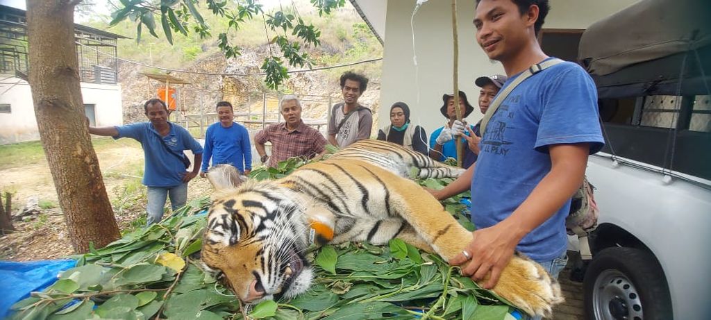 Dua harimau sumatera, Surya dan Citra, menjalani pemeriksaan dan persiapan saat hendak berangkat untuk dilepasliarkan di zona inti Taman Nasional Kerinci Seblat (TNKS), Jambi, Senin (6/6/2022). Citra ditemukan mati setelah 1,5 bulan dilepasliarkan. 