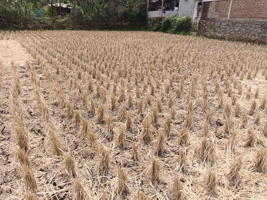 Tampak salah satu areal sawah yang terdampak kekeringan di Desa Citapen, Kecamatan Cihampelas, Kabupaten Bandung Barat, Jawa Barat, Jumat (16/8/2024). Jumlah areal pertanian yang terdampak kekeringan di Cihampelas mencapai sekitar 1.500 hektar.