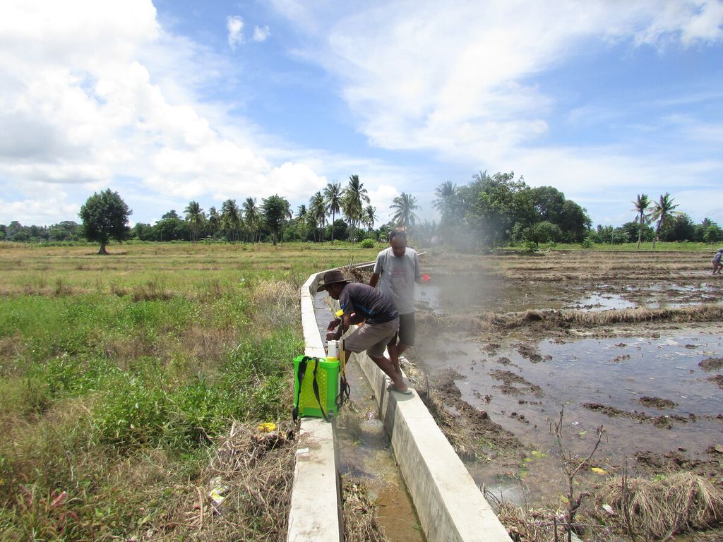 John Fais (58) bersama anaknya Agus Fais (28) sedang mengisi bahan pestisida untuk membunuh rerumputan di tengah saluran irigasi pertanian di Oepura Kupang, Senin (9/1/2023). Debit air irigasi ini 20 liter per detik, sementara musim kemarau hanya 2 liter per detik.