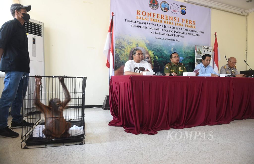 Jumpa pers translokasi satwa liar jenis orangutan di Kantor Balai Besar KSDA Jawa Timur, Sidoarjo, Kamis (21/9/2023). 