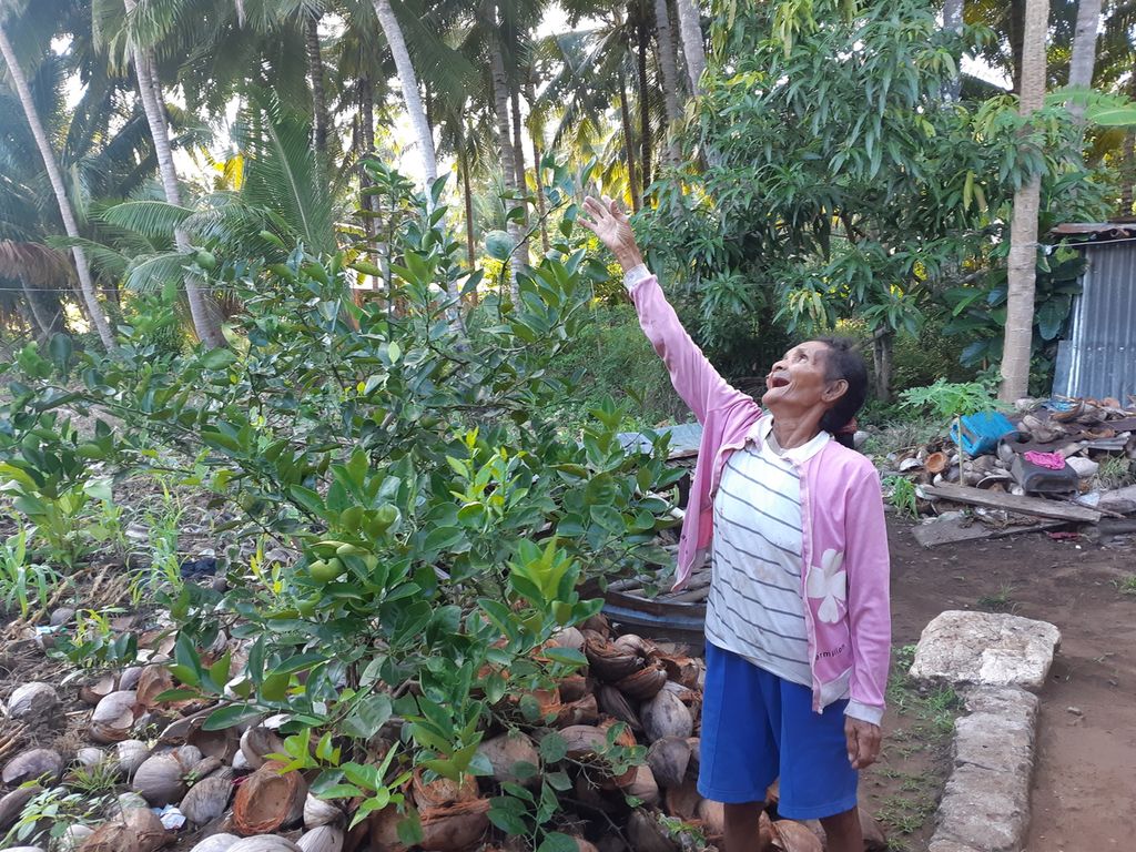 Ana Daniel (64) menunjukkan tanaman jeruk yang masih tersisa di Pulau Kisar, Kabupaten Maluku Barat Daya, Maluku, pada Sabtu (22/4/2023). Jeruk di pulau itu nyaris punah. 
