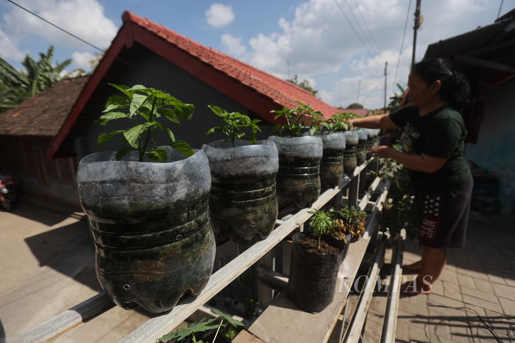 Tanaman cabai dibudidayakan dengan pupuk hasil pengolahan sampah di Kampung Badran, Kota Yogyakarta, Jumat (22/9/2023).