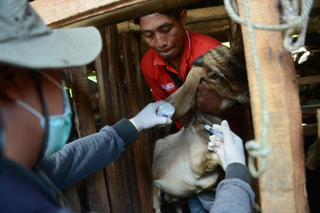 Petugas menyuntikkan vaksin antraks pada tubuh kambing ternak di Desa Dadapayu, Kecamatan Semanu, Kabupaten Gunung Kidul, DI Yogyakarta, Rabu (22/1/2020). 
